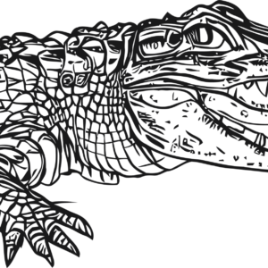 Crocodile Alligator Black White Line Art SVG Design